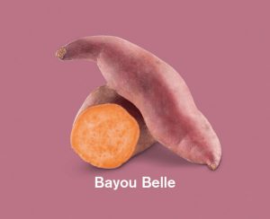 Zoete aardappels ras Bayou Belle