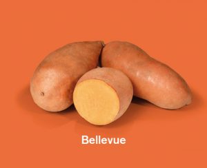 Zoete aardappels ras Bellevue