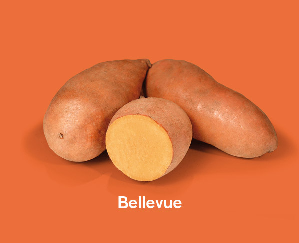 Zoete aardappels ras Bellevue