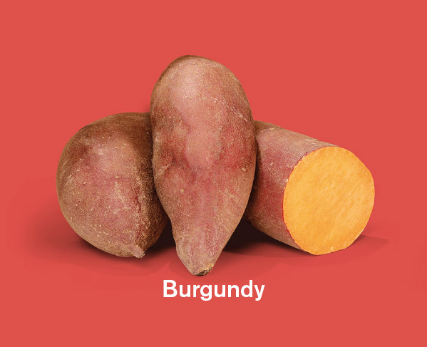 Zoete aardappels ras Burgundy