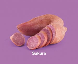 Zoete aardappels ras Sakura